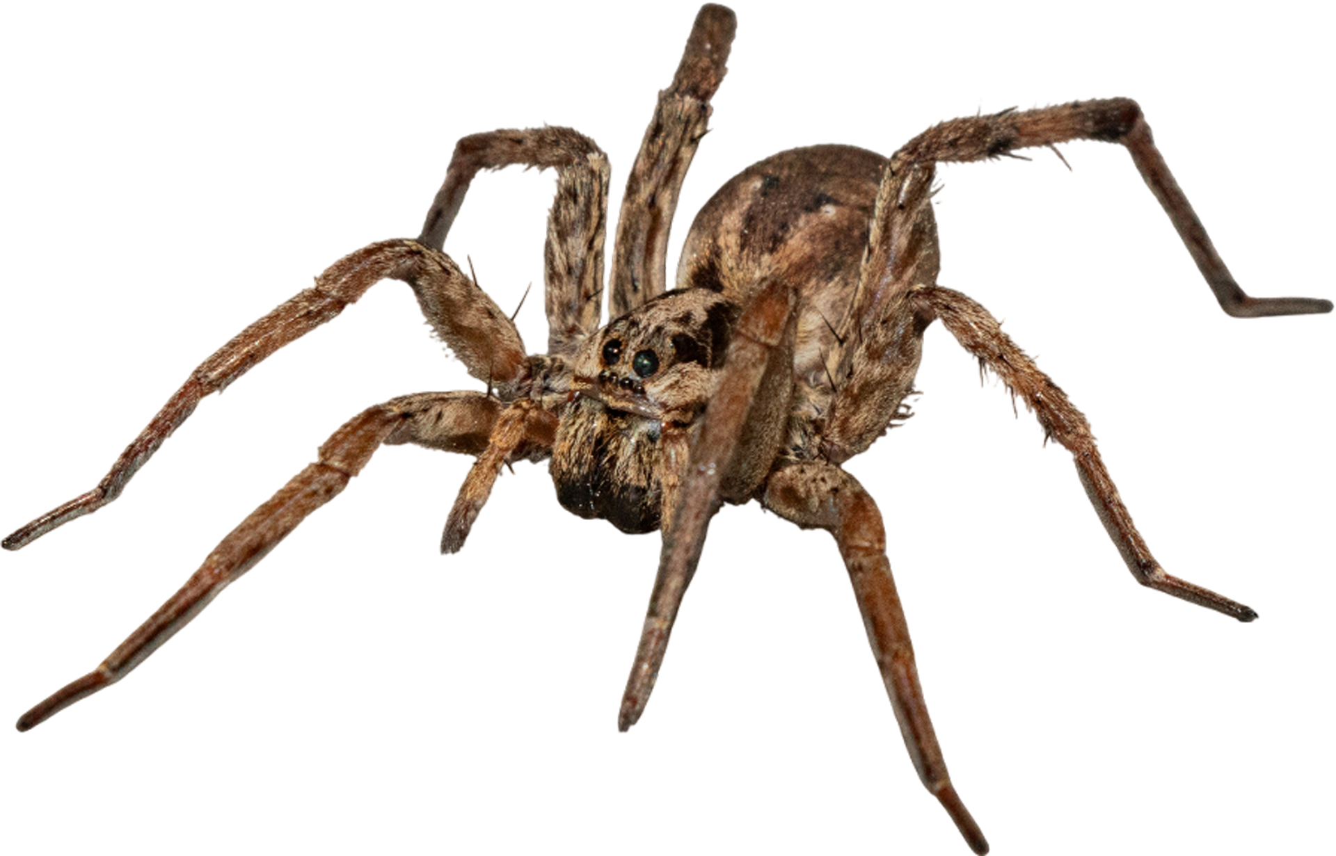 A close up of a spider on a white background.