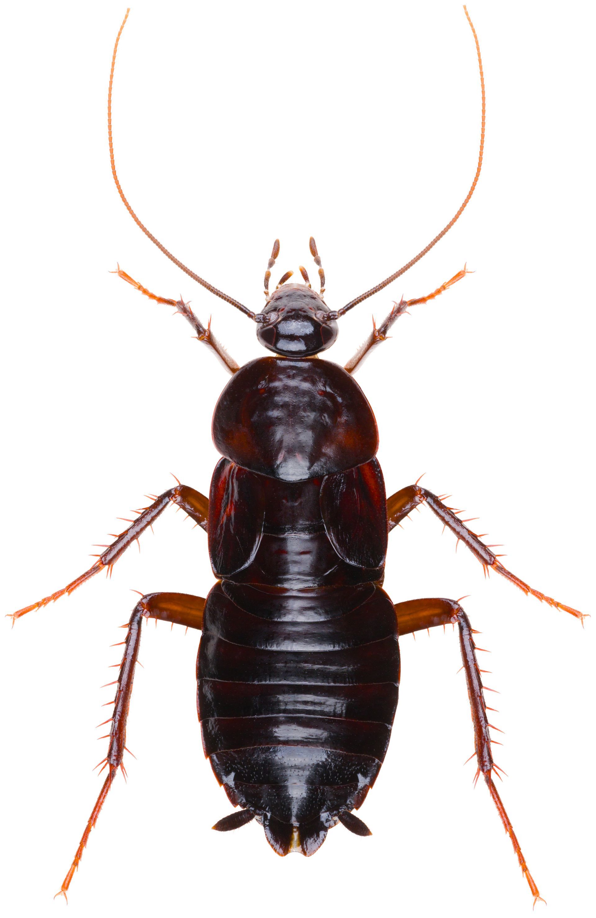 A close up of a cockroach on a white background