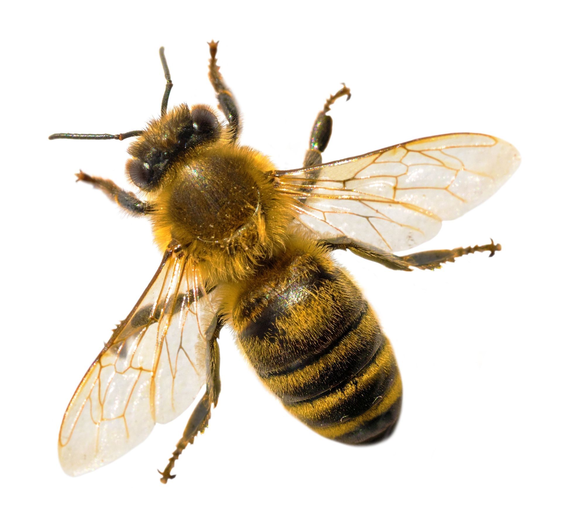 A close up of a bee on a white background