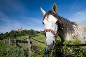 Paddock maintenance - Hunstanton, King's Lynn, Swaffham, Norfolk - Woody's General Maintenance - Horse