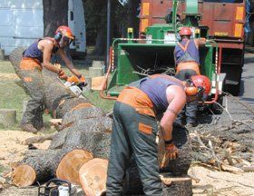 Removal of dangerous trees - Hunstanton, King's Lynn, Swaffham, Norfolk - Woody's General Maintenance - Tree Cutting