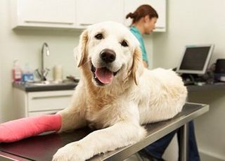 White dog - Veterinarian in Severn, MD