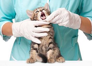 Cat - Veterinarian in Severn, MD