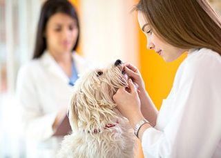 Checking dog teeth- Veterinarian in Severn, MD
