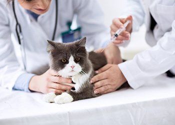 Kitten - Veterinarian in Severn, MD
