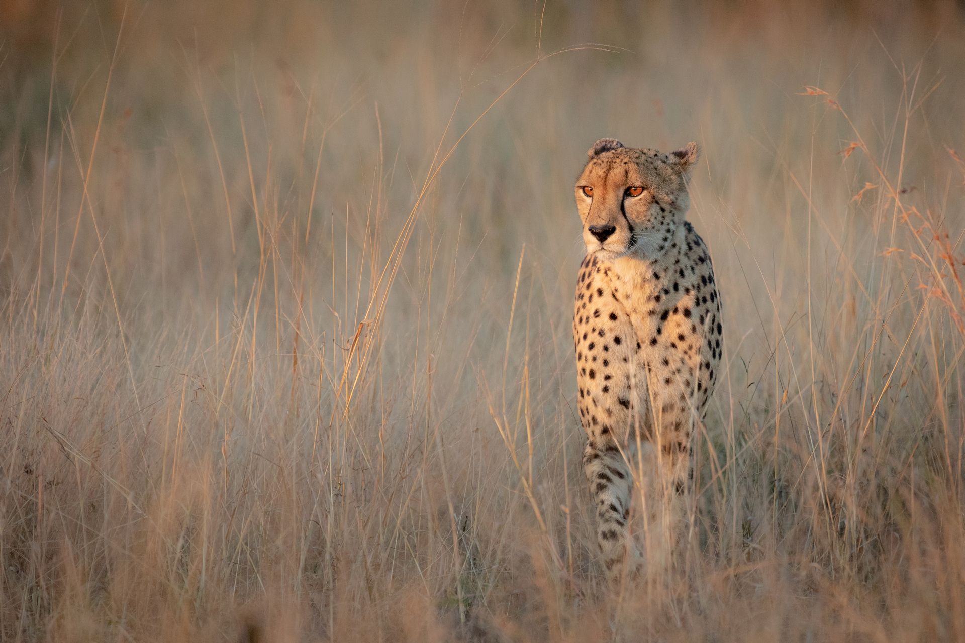 Cheetah walking through tall, golden grass in a savanna. Spotted coat, focused expression.