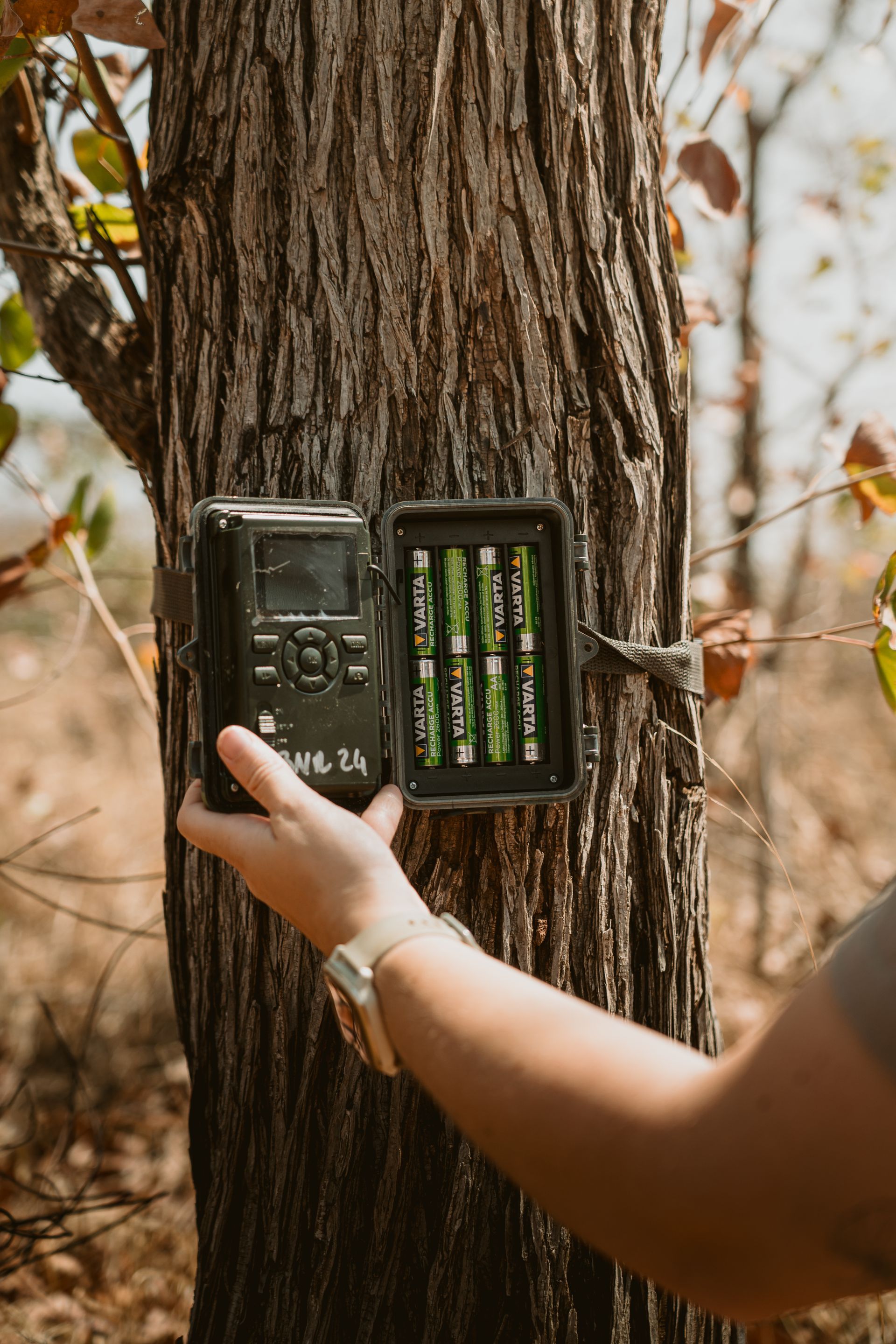 Person holding open a trail camera mounted on a tree, revealing batteries.
