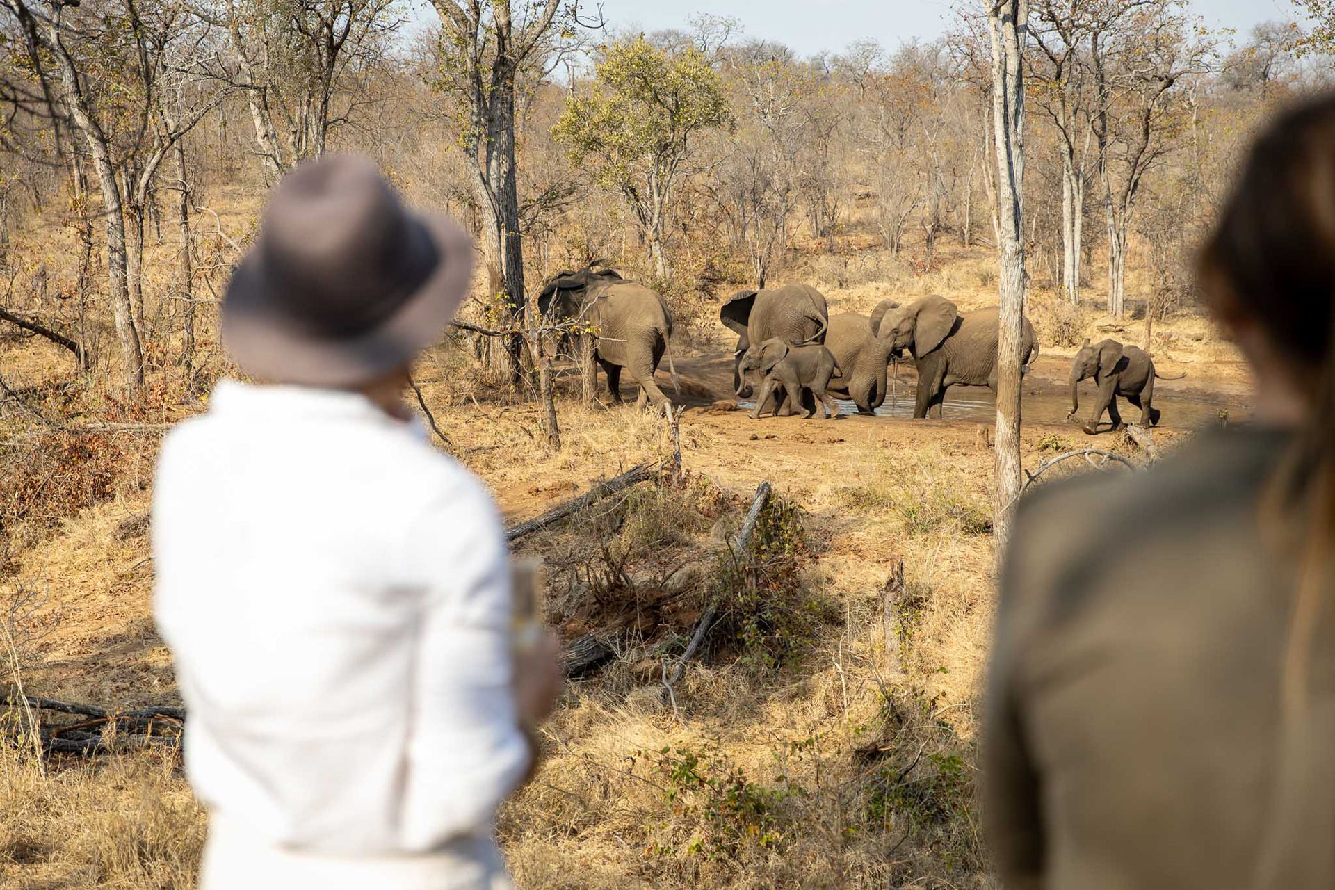 Two people watch a herd of elephants in a dry, wooded landscape.