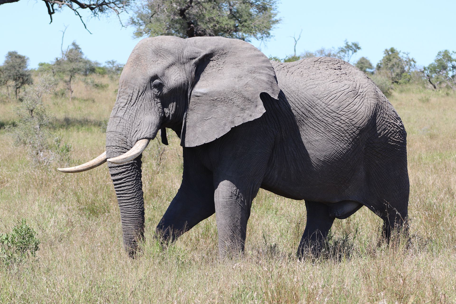 Elephant walking in grassy savanna, tusks visible.