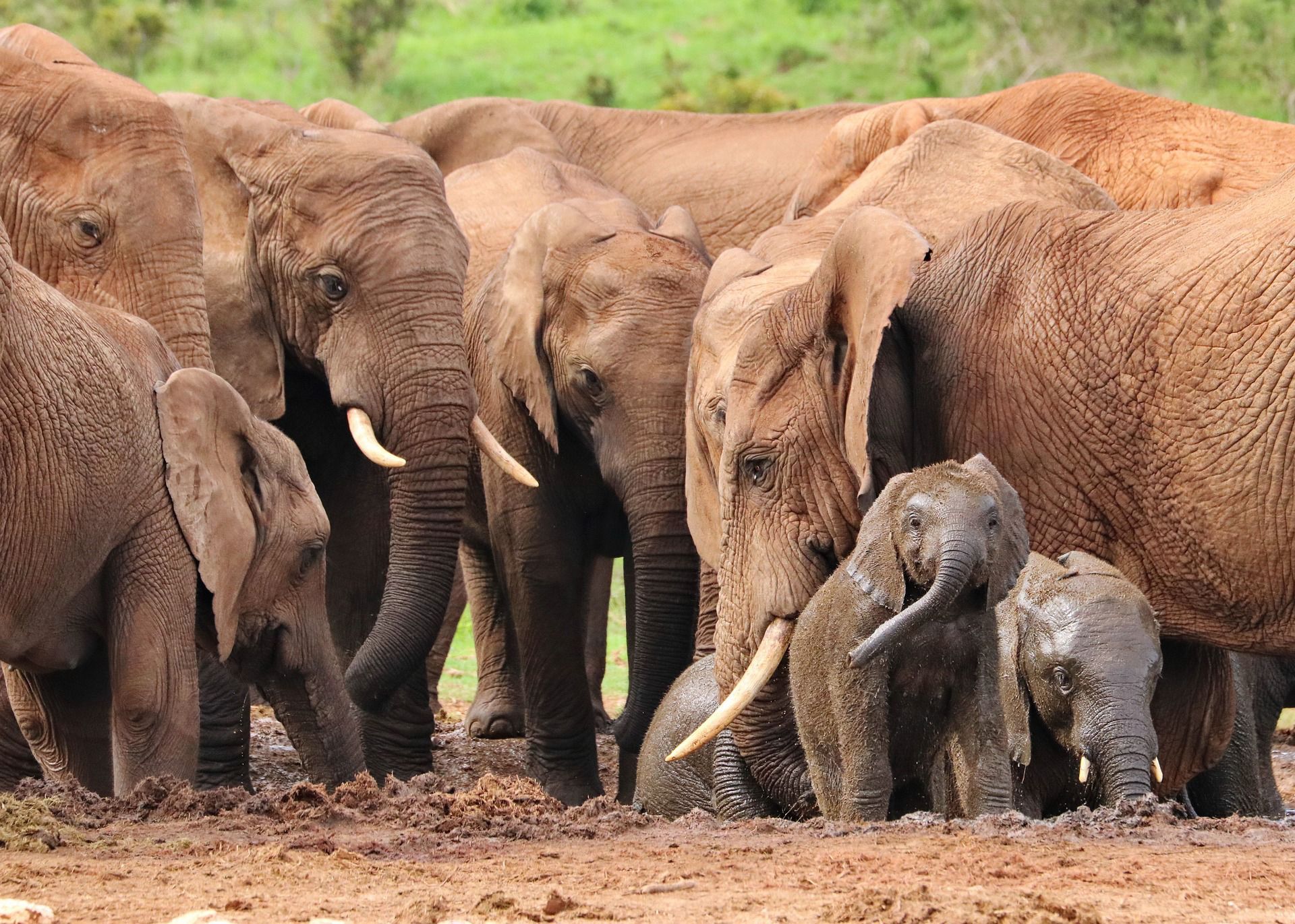 Herd of elephants and two calves standing together in muddy water