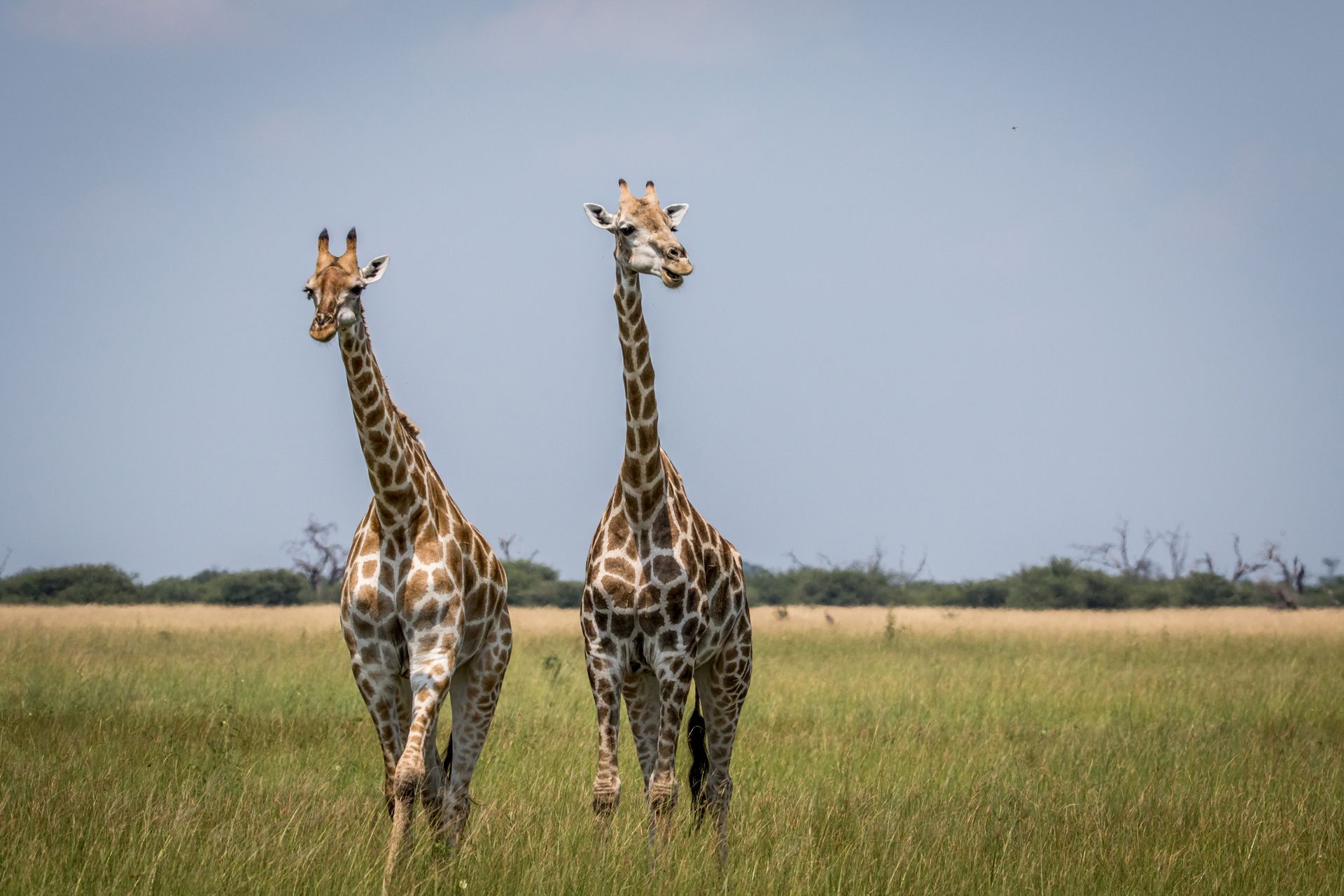 Two giraffes standing in a grassy field, against a blue sky.