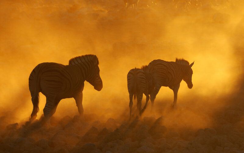 Zebras silhouetted against a golden, dusty sunset, walking across a field.
