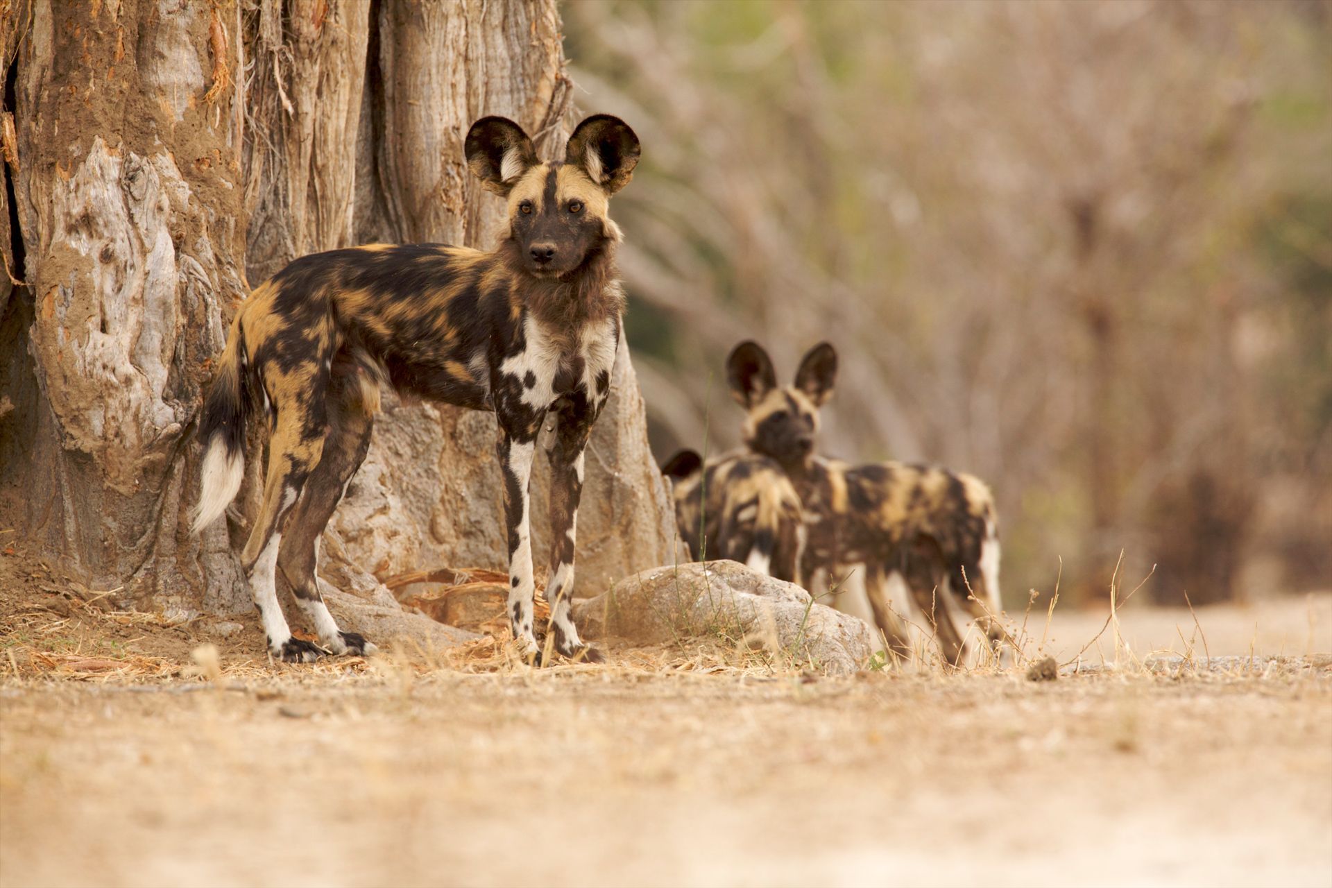 African wild dogs standing near a tree trunk; spotted fur, alert expressions, tan and brown setting.