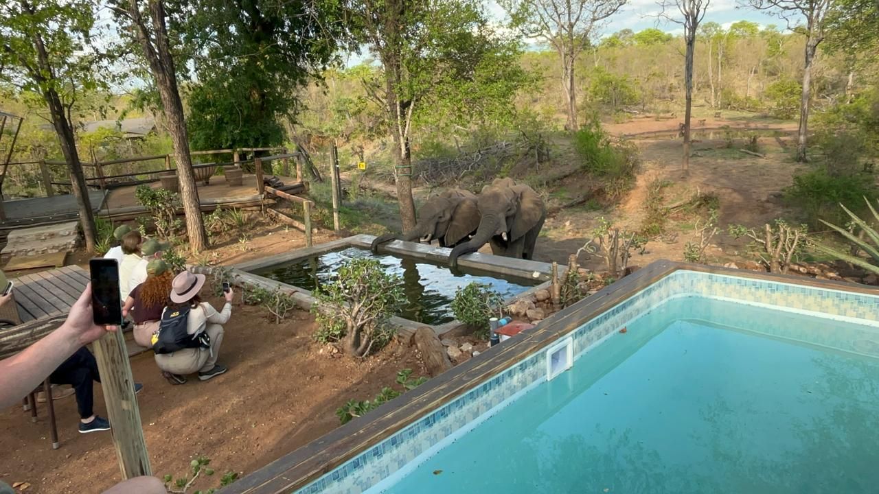 Two elephants drinking from a water source near a pool, as tourists take photos.