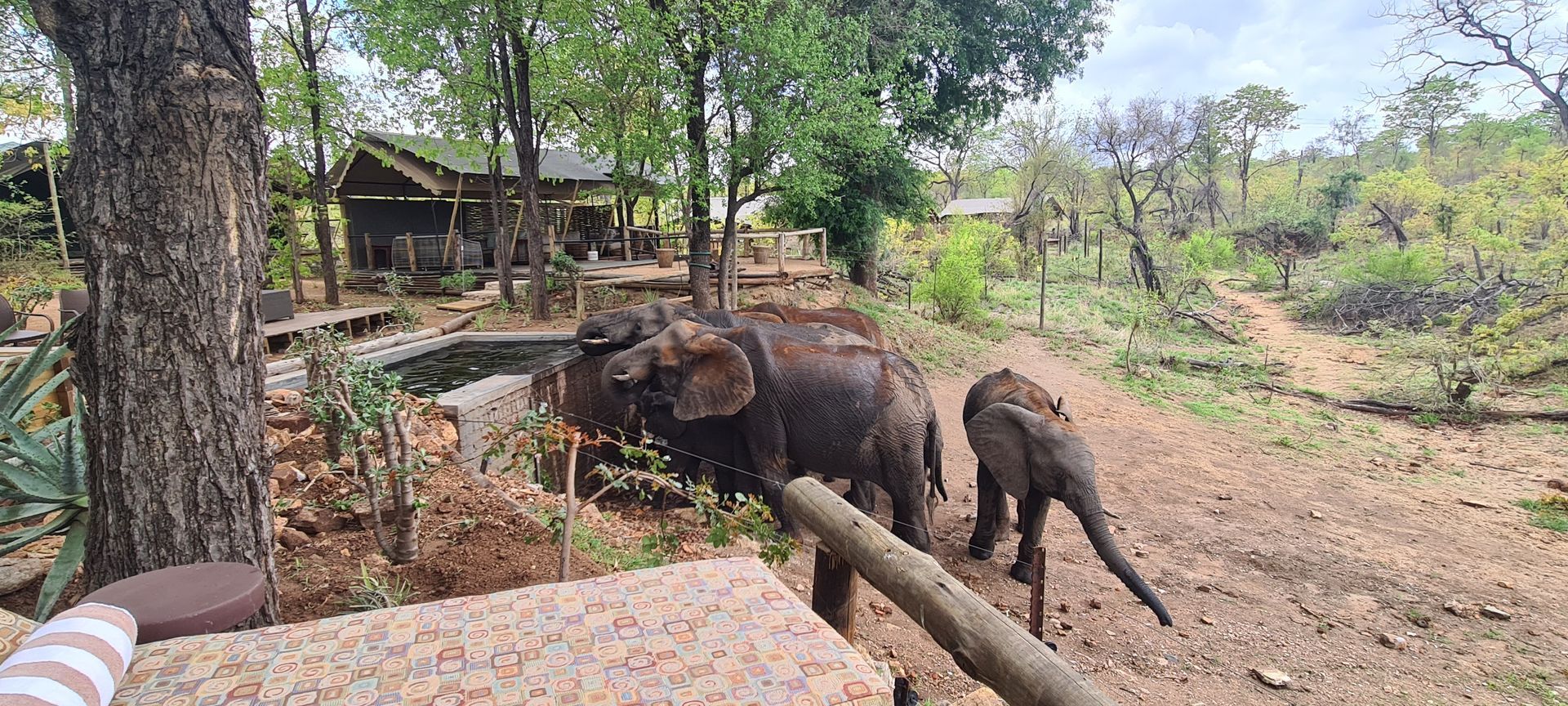 An elephant and calf walk near a small building in a wooded area.