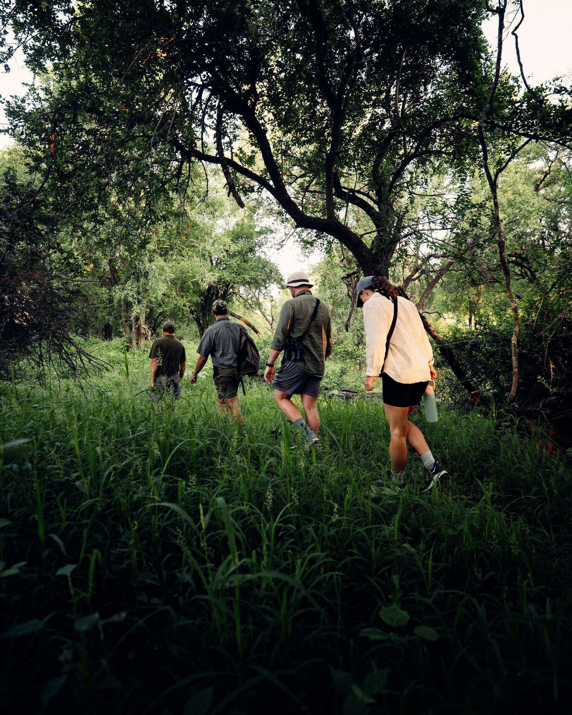 Group hiking through tall grass in a lush, wooded trail under a large tree