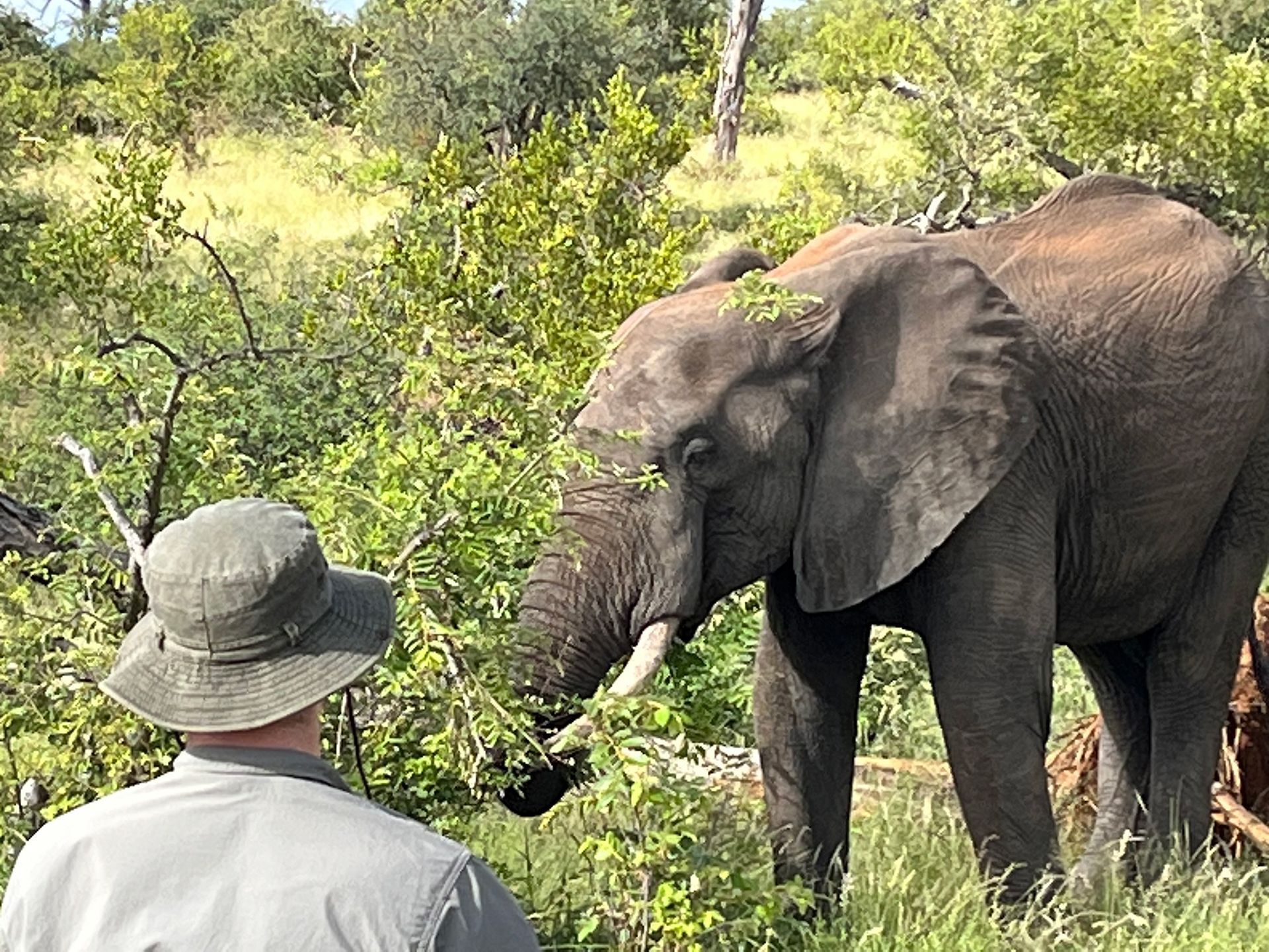 Man in hat watches an elephant eating leaves near green foliage.