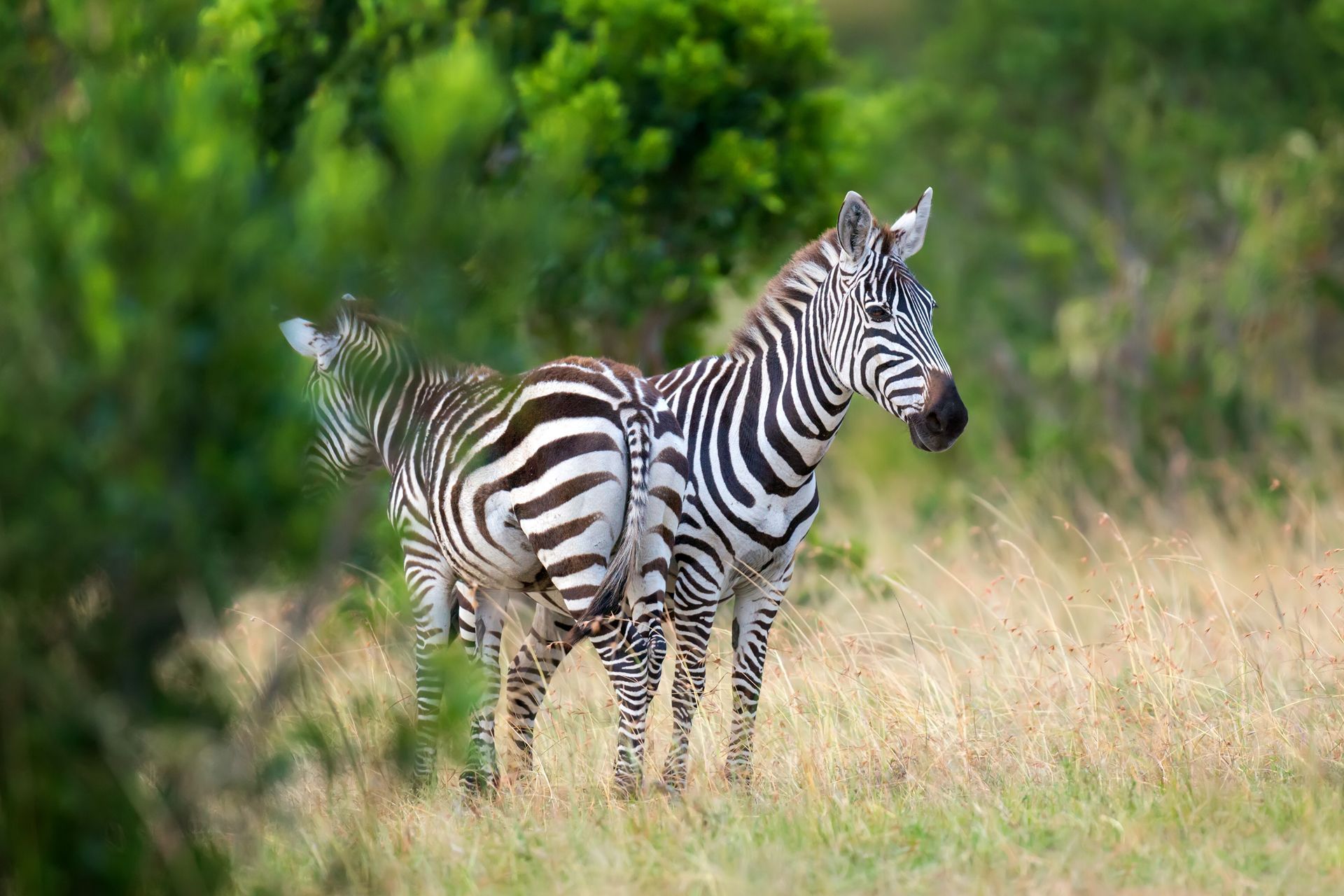 Two zebras with black and white stripes stand in a grassy field with green foliage.