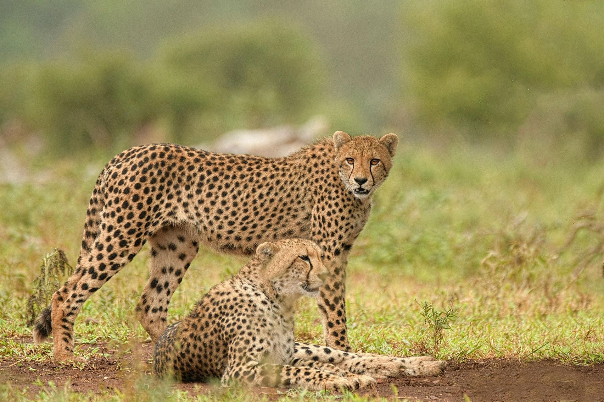 Cheetah with a tracking collar in a natural setting, looking right, spotted coat.