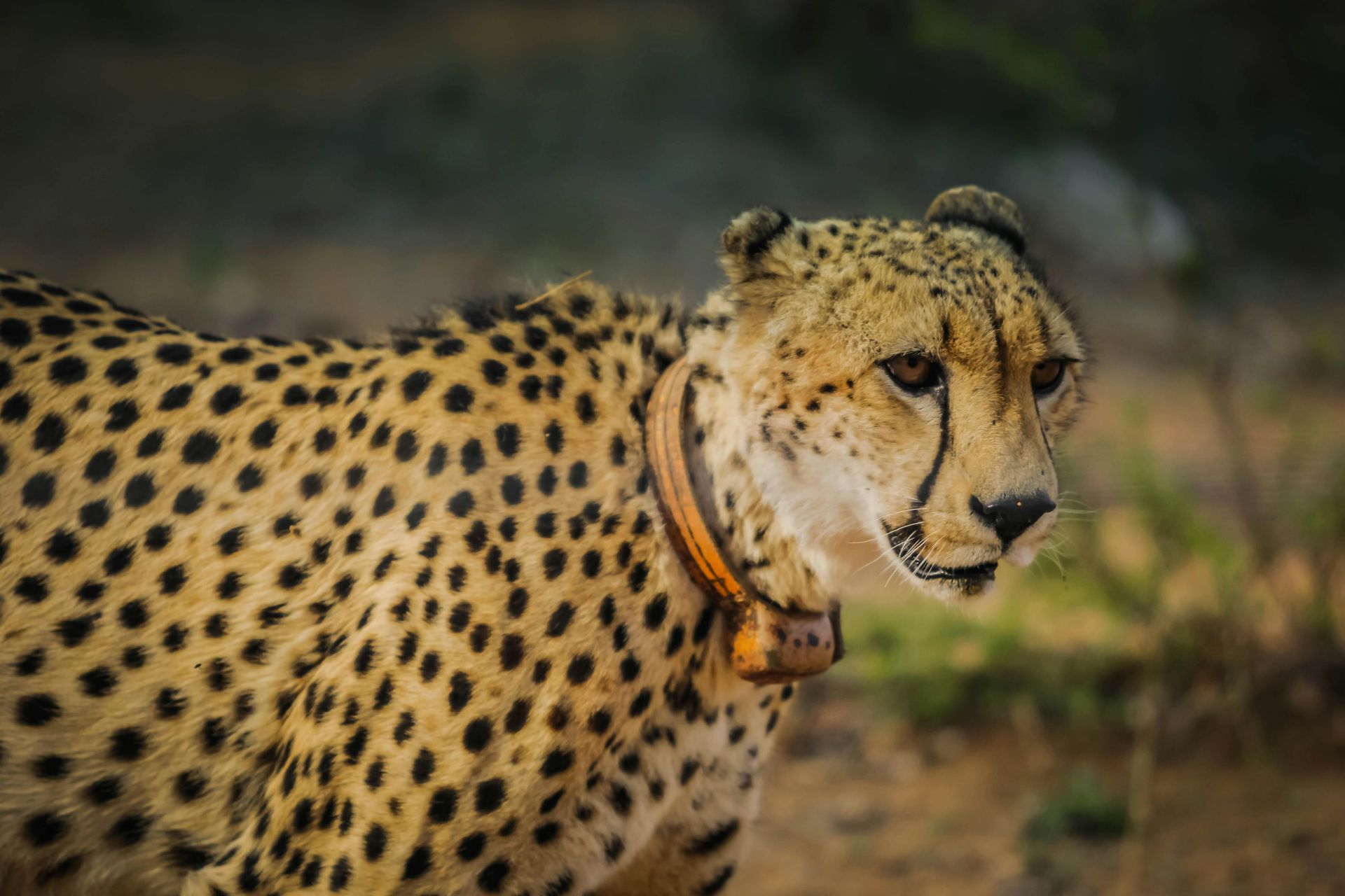 Cheetah with spotted coat wearing a tracking collar, looking to the side.