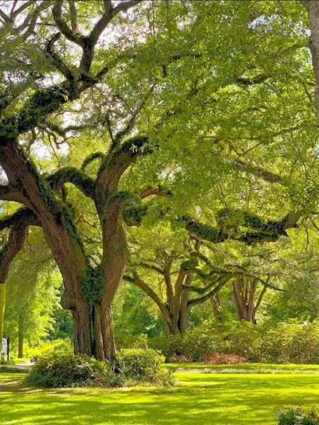 Large leafy tree in a sunlit green park with sprawling branches and grass beneath