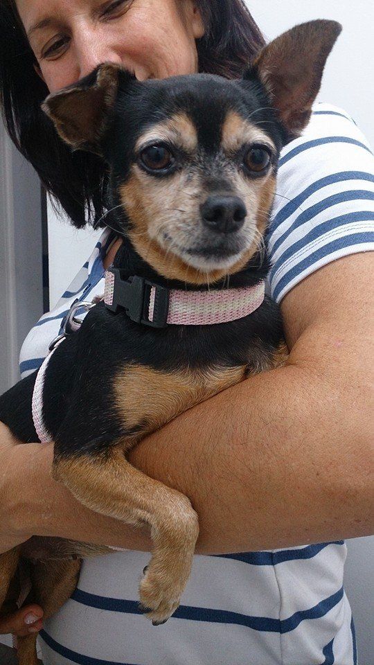 Caninos y Felinos Centro Veterinario - servicio veterinario