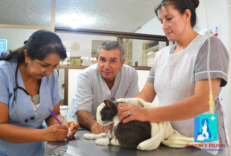 Caninos y Felinos Centro Veterinario - SERVICIOS DE SALUD PARA MASCOTAS