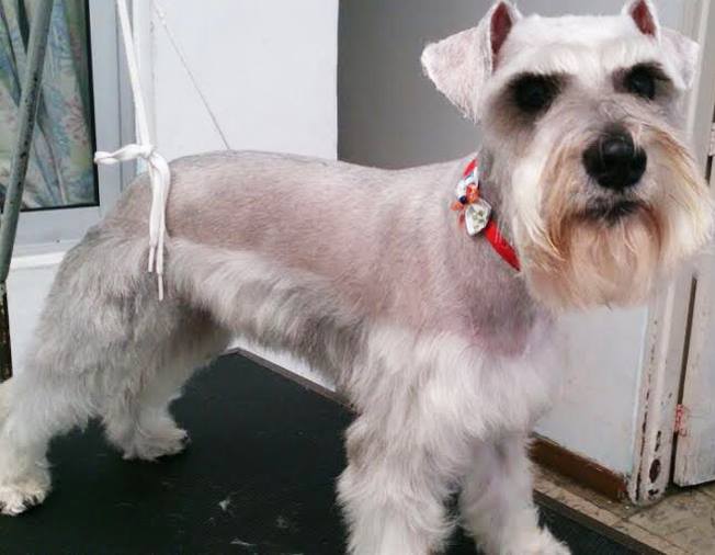 Caninos y Felinos Centro Veterinario - odontología para mascotas