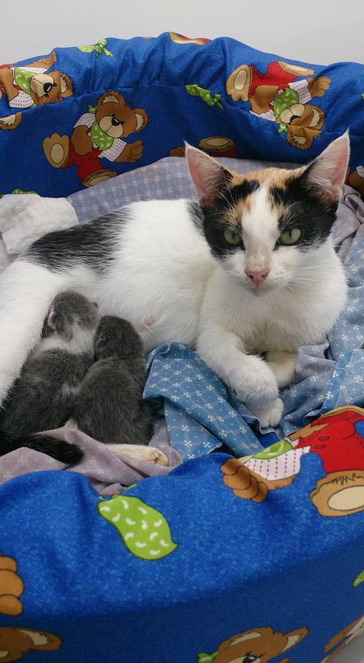 Caninos y Felinos Centro Veterinario - esterilización de mascotas