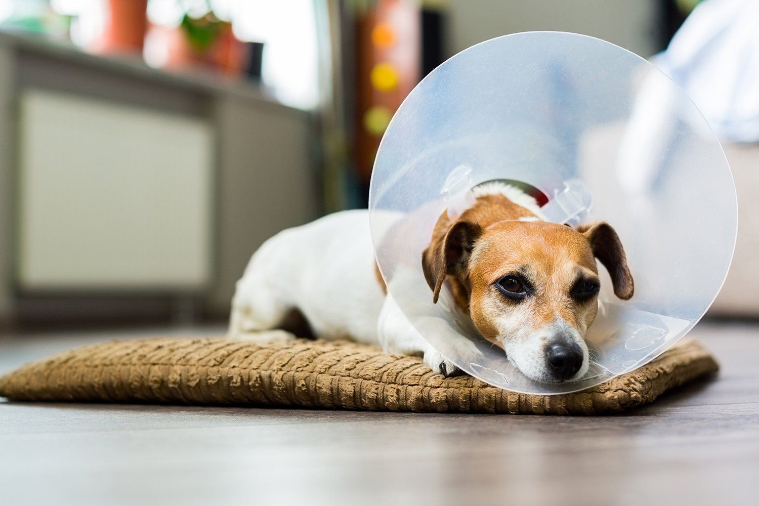 Caninos y Felinos Centro Veterinario - cirugía para animales
