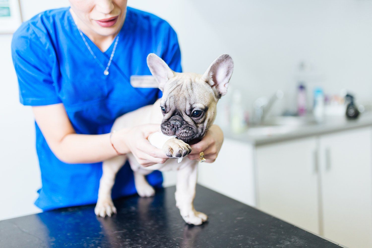 Caninos y Felinos Centro Veterinario - laboratorio clínico