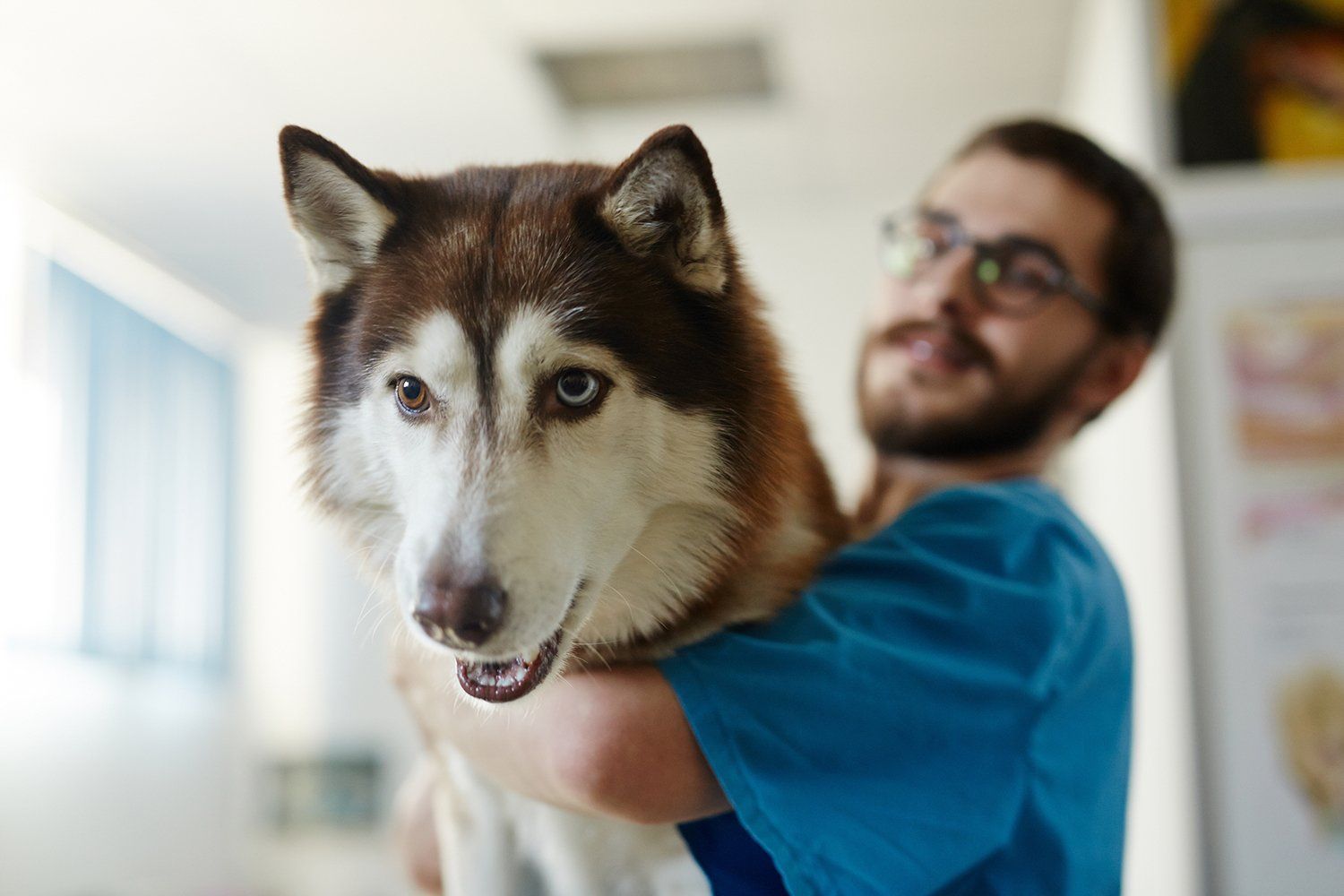 Caninos y Felinos Centro Veterinario - salón de belleza para mascotas