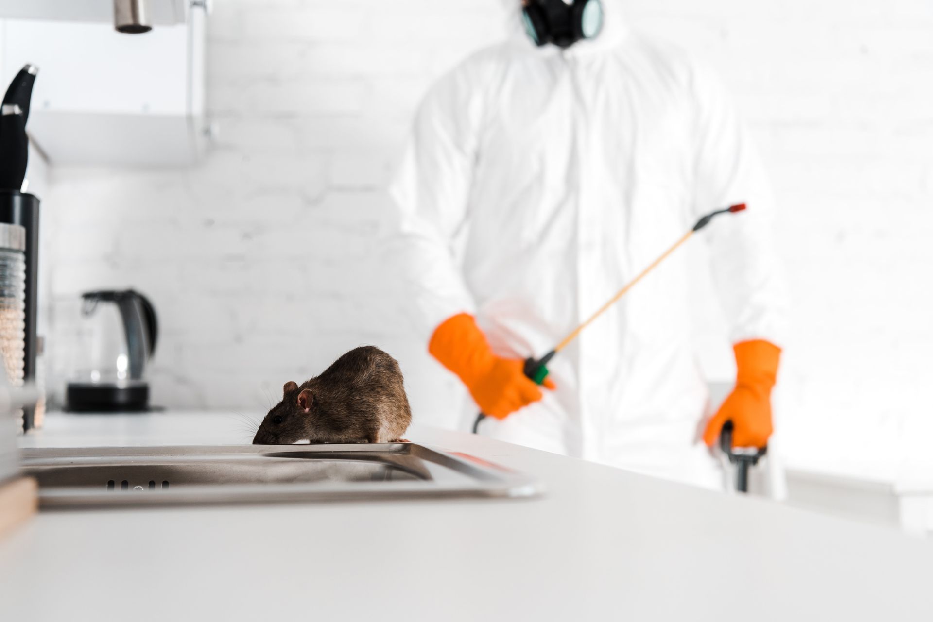 Person in hazmat suit sprays a kitchen countertop with a rat standing nearby.