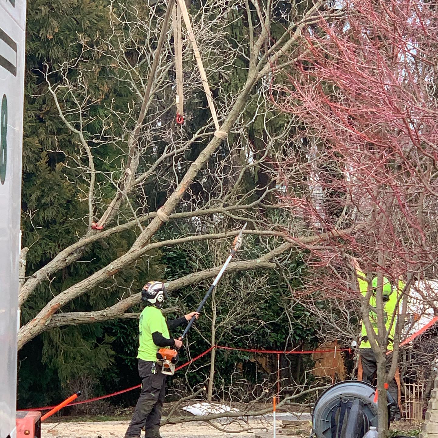 Tree Gallery Avondale, PA Tree Huggerz Inc