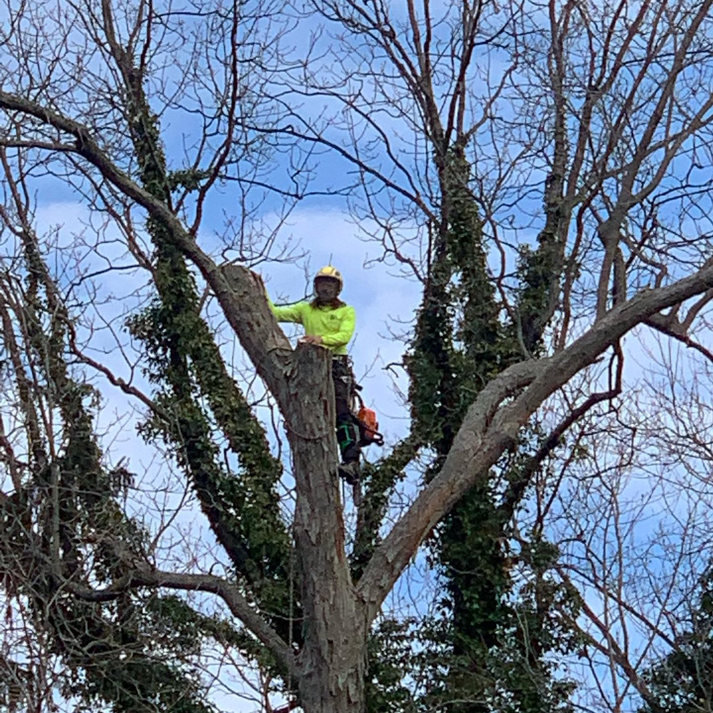 Tree Gallery Avondale, PA Tree Huggerz Inc