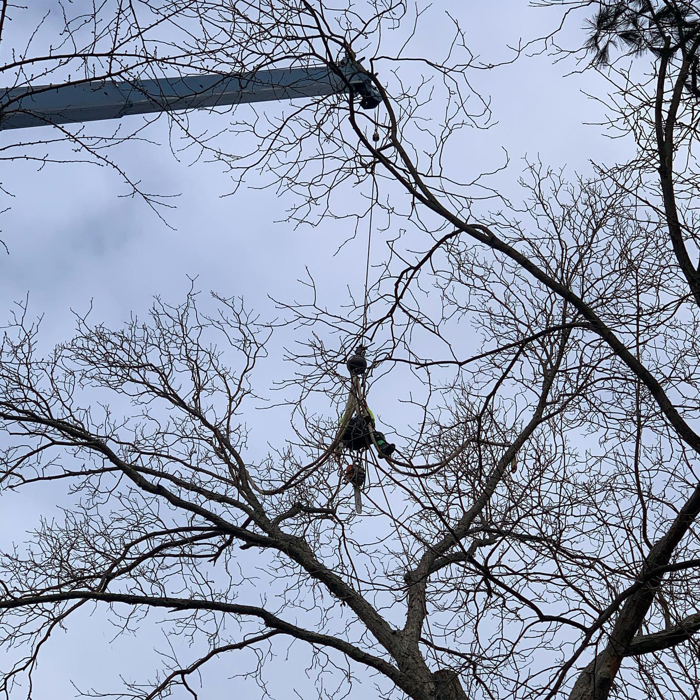 Tree Gallery Avondale, PA Tree Huggerz Inc