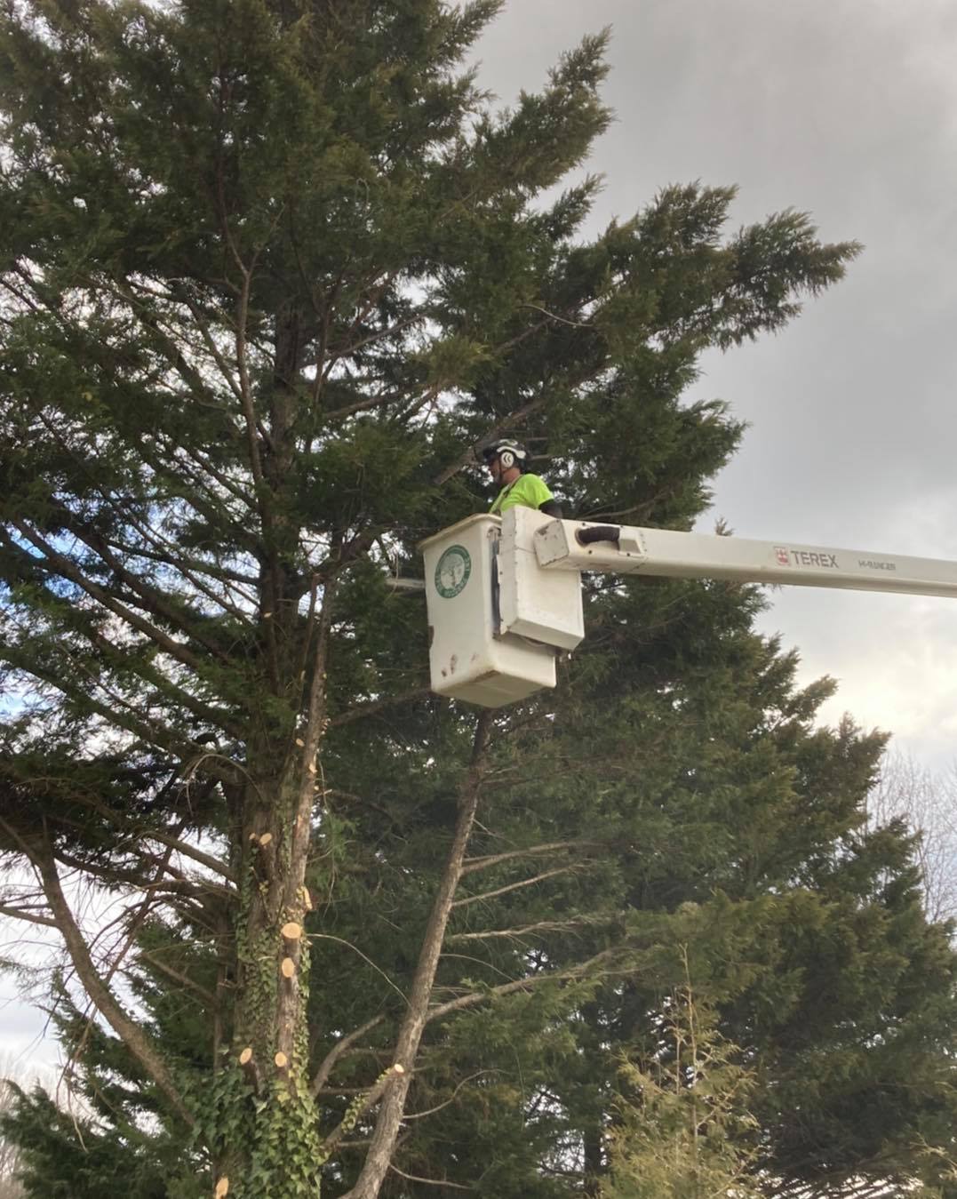 Tree Gallery Avondale, PA Tree Huggerz Inc