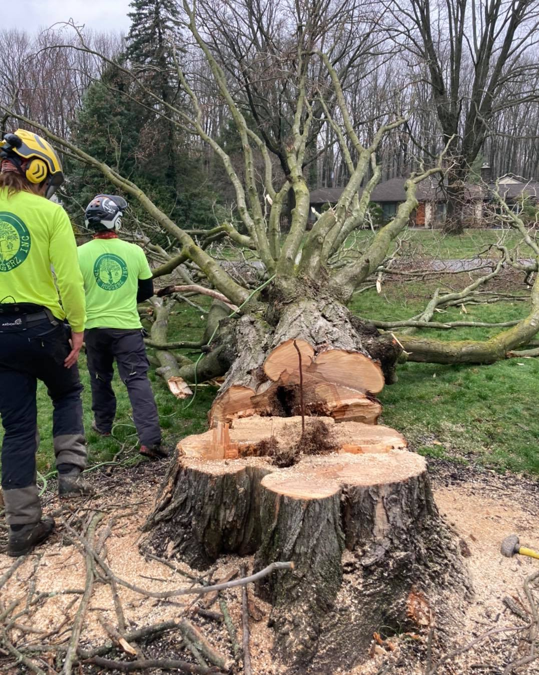 Tree Gallery Avondale, PA Tree Huggerz Inc