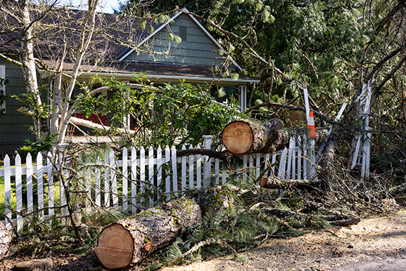 Fallen Tree in a Front Yard — Avondale, PA — Tree Huggerz Inc