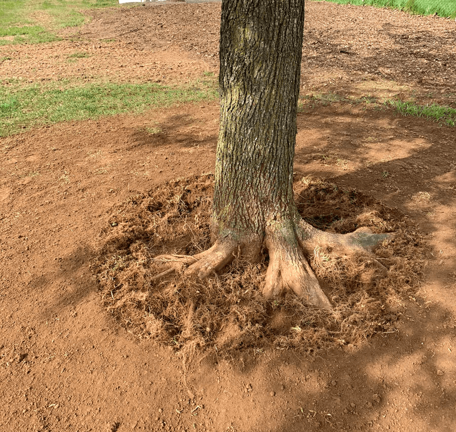 Tree Gallery Avondale, PA Tree Huggerz Inc