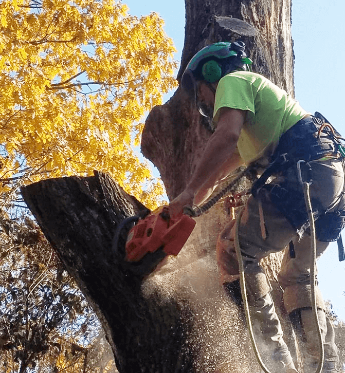 Tree Gallery Avondale, PA Tree Huggerz Inc