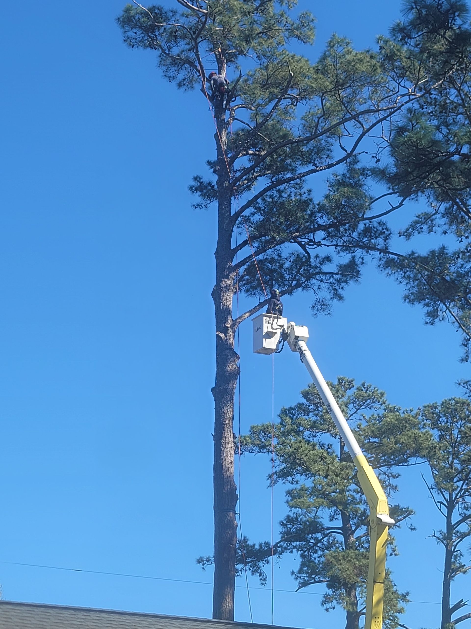 Broken Tree — Wilmington, NC — Paul Bunyan’s Tree Service