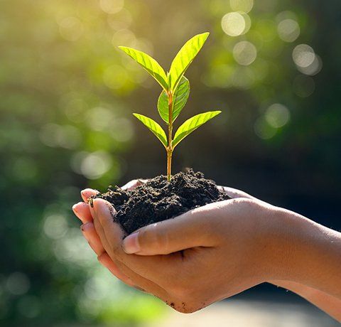 Holding Young Plant — Wilmington, NC — Paul Bunyan’s Tree Service