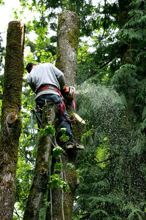 Hedge Trimming — Wilmington, NC — Paul Bunyan’s Tree Service