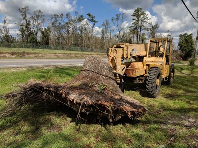 Residential Stump Grinding — Wilmington, NC — Paul Bunyan’s Tree Service