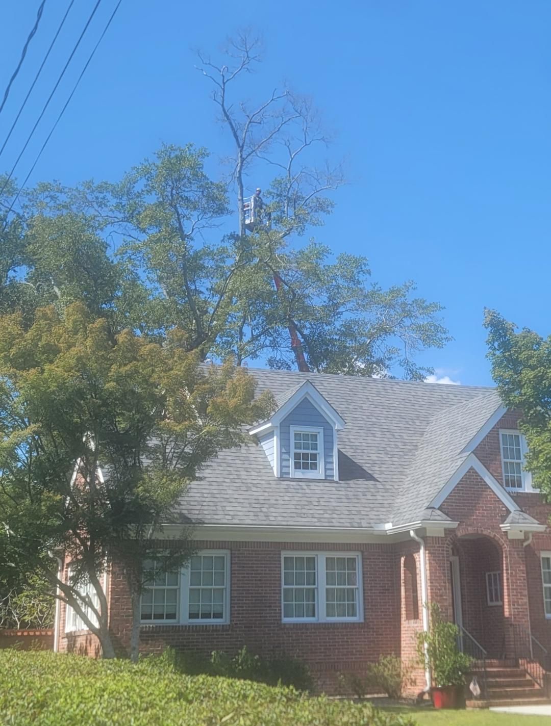 Cutting a Hedge with Electrical Hedge Trimmer — Wilmington, NC — Paul Bunyan’s Tree Service