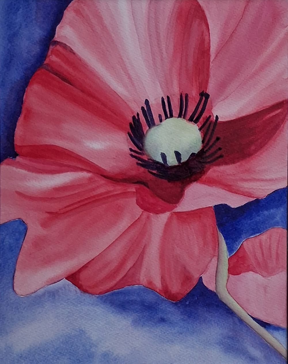 Aquarel van de kern van een klaproos