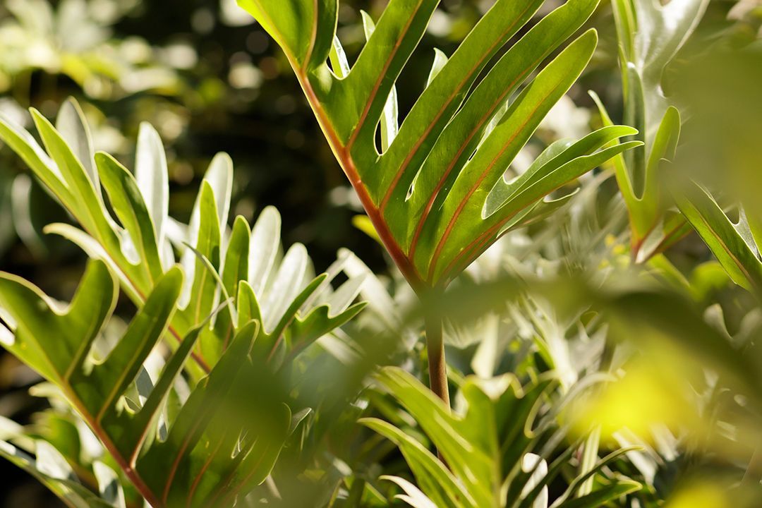 Hacienda Peña Pobre | Garden