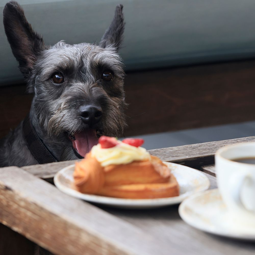Hacienda Peña Pobre | Pet Friendly