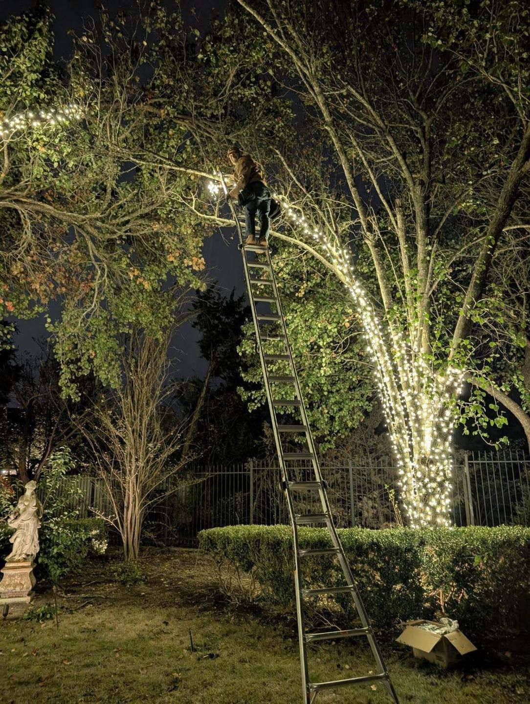 Person on a tall ladder hanging lights on a tree at night. Lights glow, yard with bushes in the background.